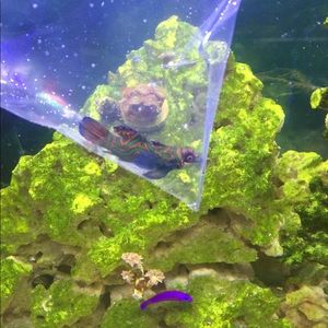 Meet your Posher, Cory